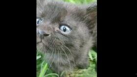 国产爬爬爬视频,揭秘中国原创科幻巨制的魅力之旅